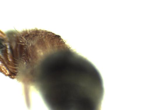 Réf. 311 931 : Smicromyrmini inconnu